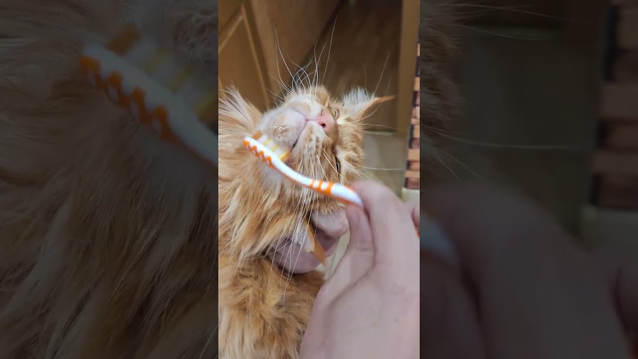 Акне(чёрные точки)у кошек