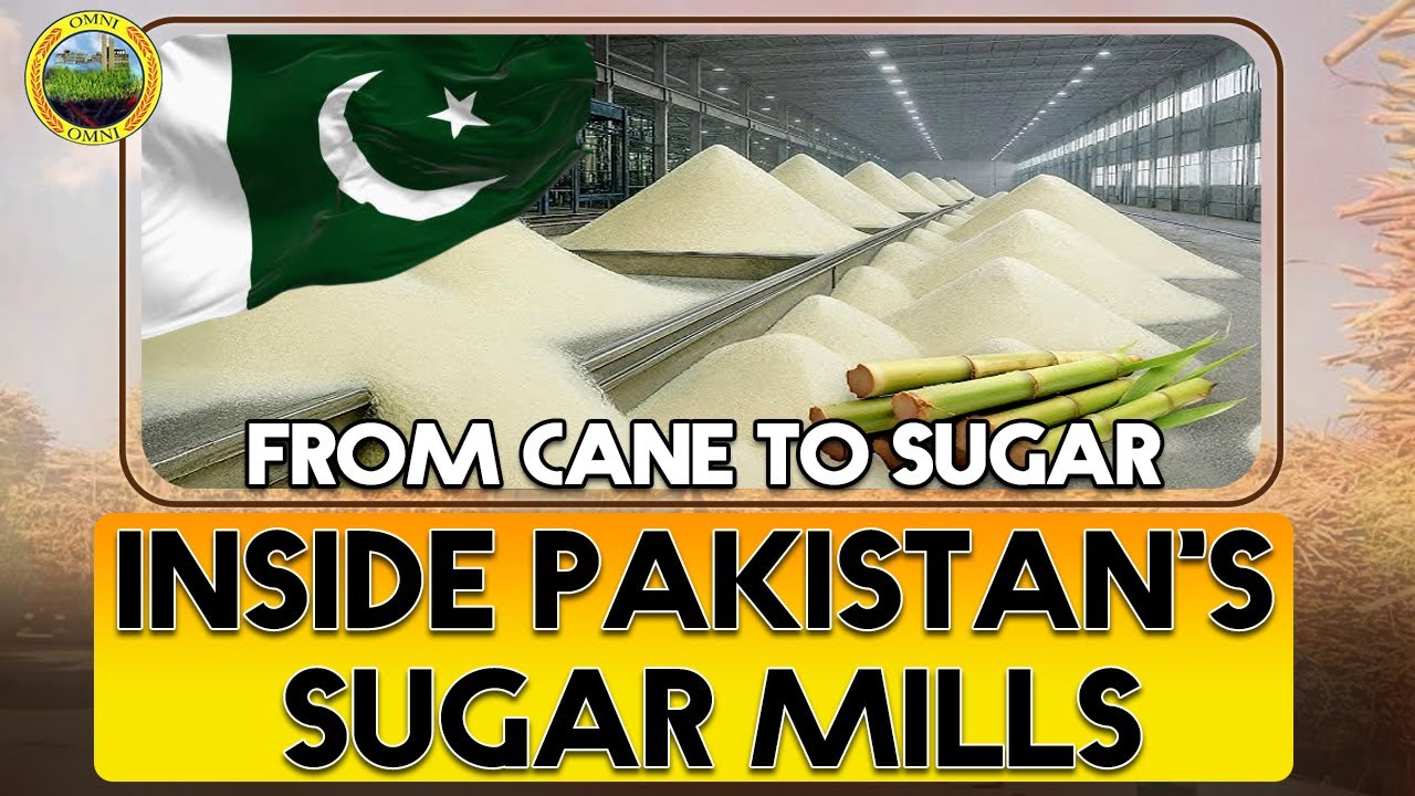 How Sugar Is Made in Pakistan? | Complete Sugar Manufacturing Process | Omni Group