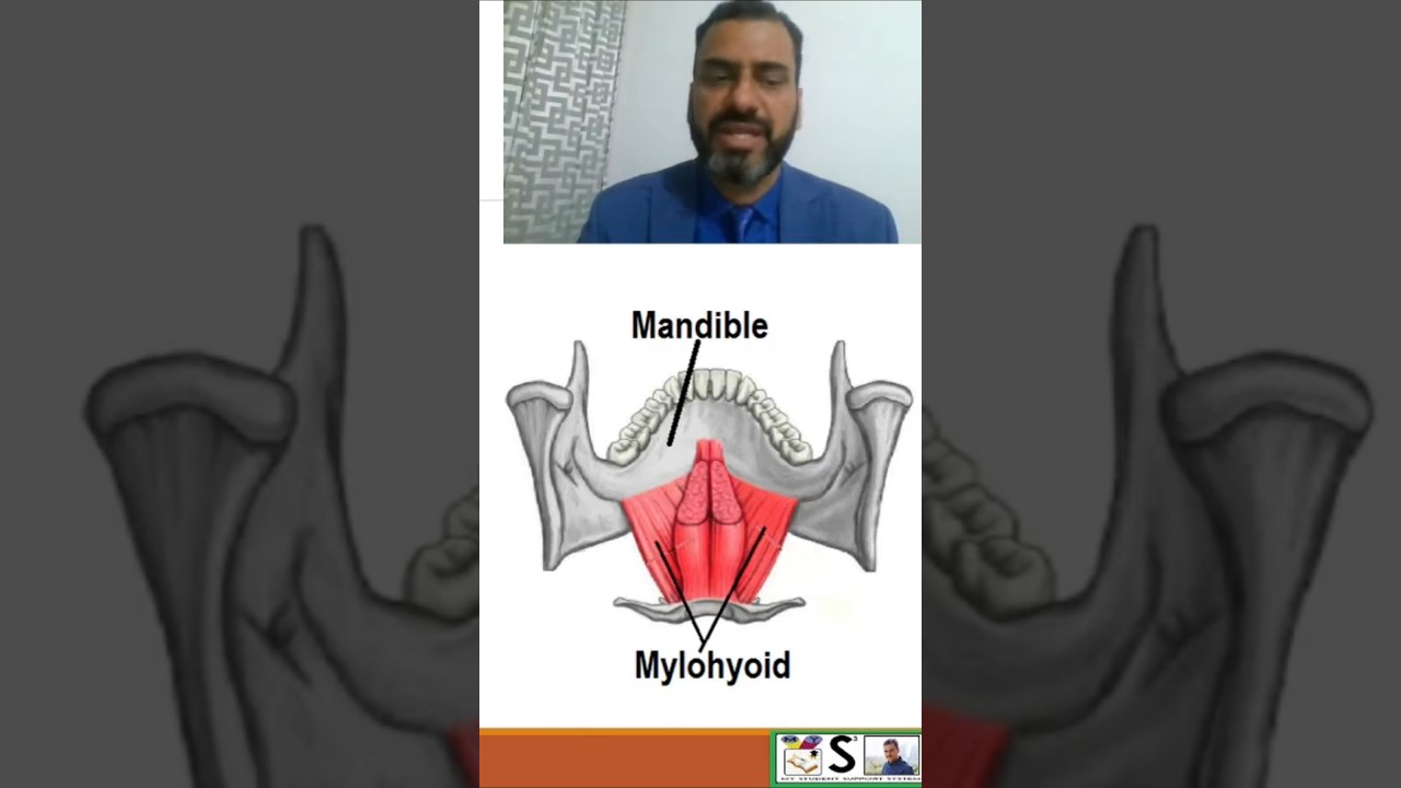 mylohyoid muscles #muscleanatomy #anatomy #education #biology