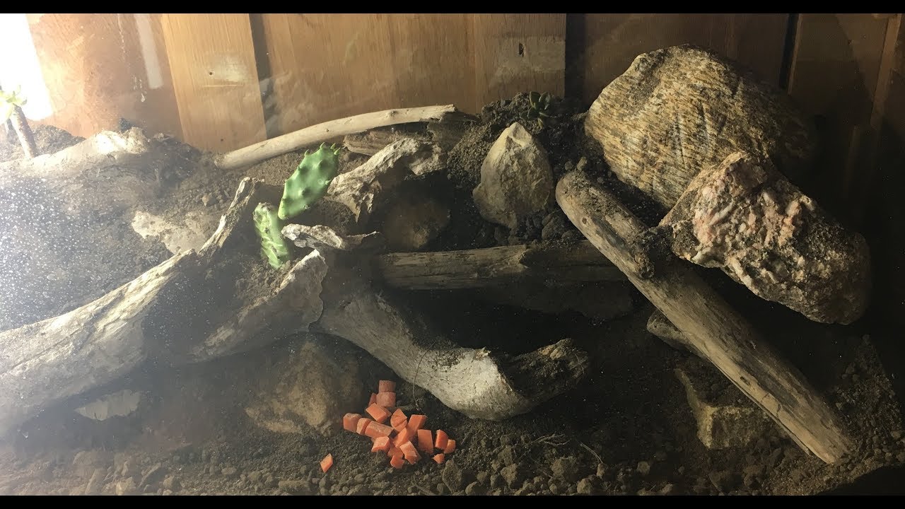 Succulent Vivarium for Darkling Beetles!!