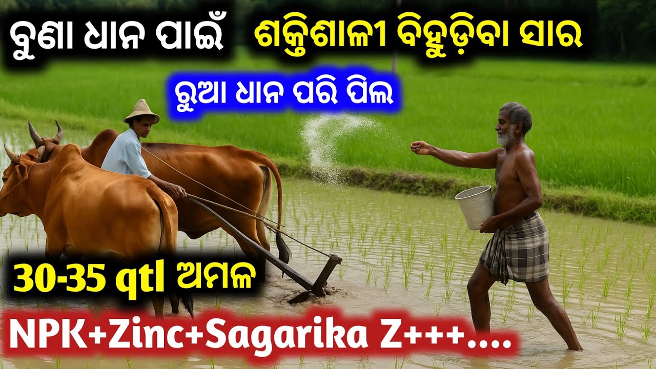 ବୁଣା ଧାନ ପାଇଁ ବିହୁଡିବା ସାର 1st Does fertilizer for Direct sown rice