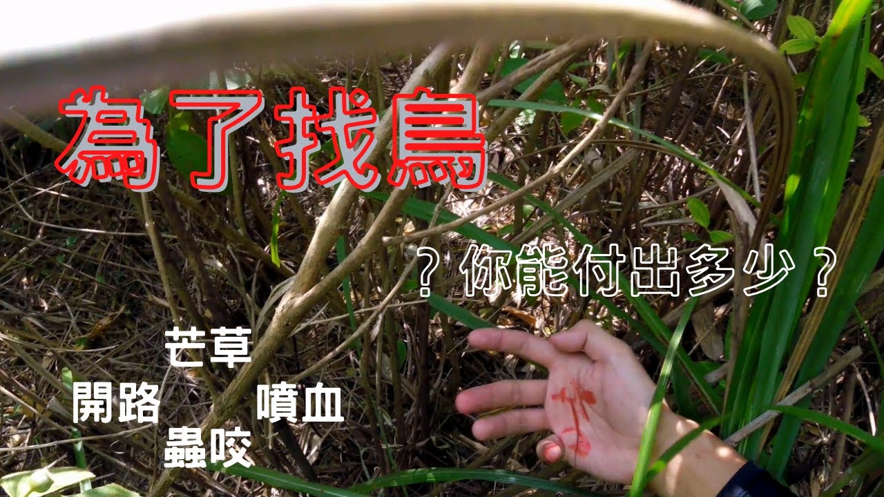 【馴鷹日常】｜Hawk training｜新手必看！沒有這種決心！別踏進馴鷹圈！
