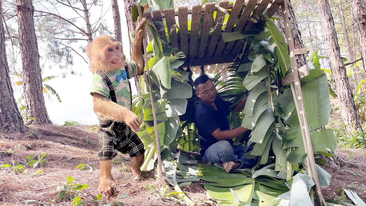 Oh, so cute 🙊Smart monkey Max cry asking dad to build a house in forest 🌳🌳🌳