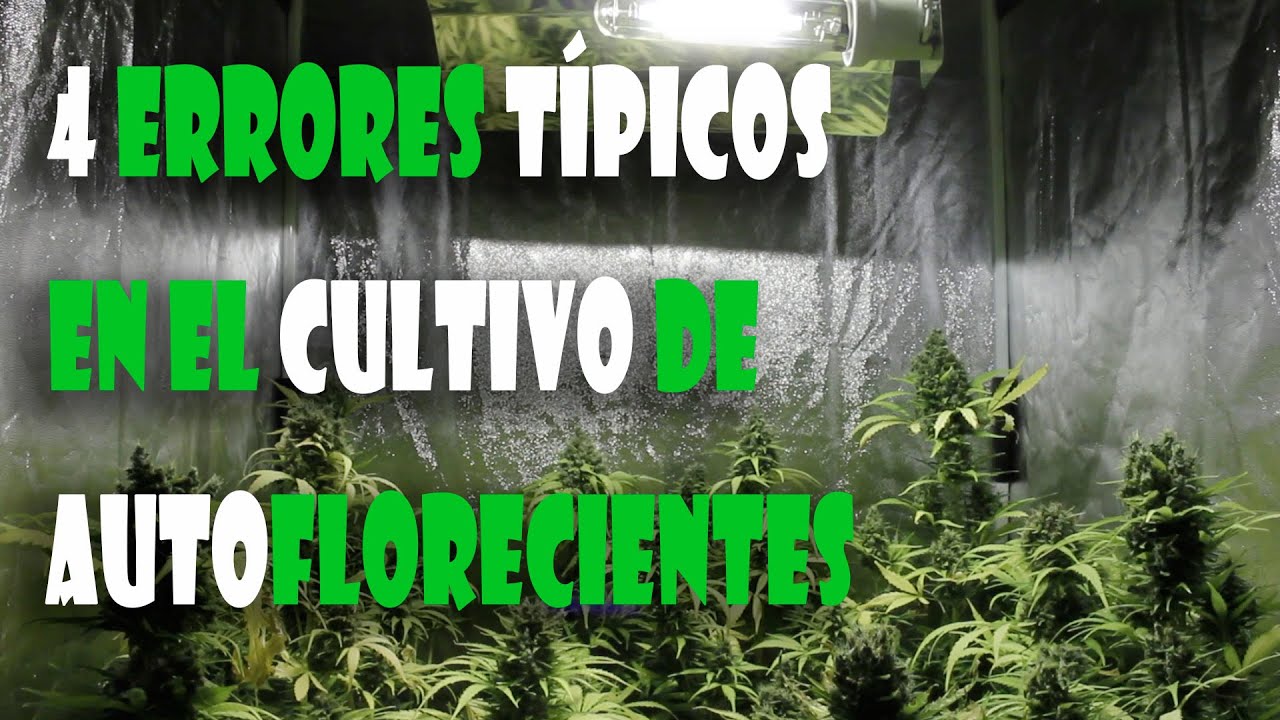 4 ERRORES t&iacute;picos en el CULTIVO de MARIHUANA AUTOFLORECIENTE - TOP CULTIVO 89