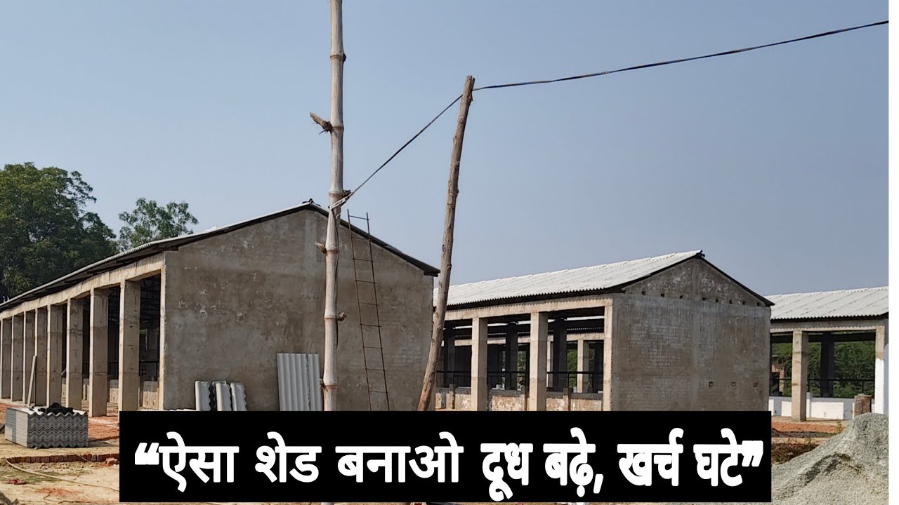 “Dairy Farm Shed Design 2025 | हवा, रोशनी और सफ़ाई का सही तरीका”