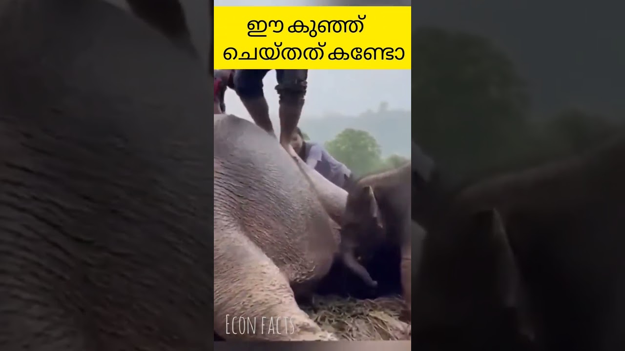 ആനയും കുഞ്ഞും തമ്മിലുള്ള സ്നേഹം കണ്ടോ #shorts #ytshorts #feelgood #humanity #facts #afluworld