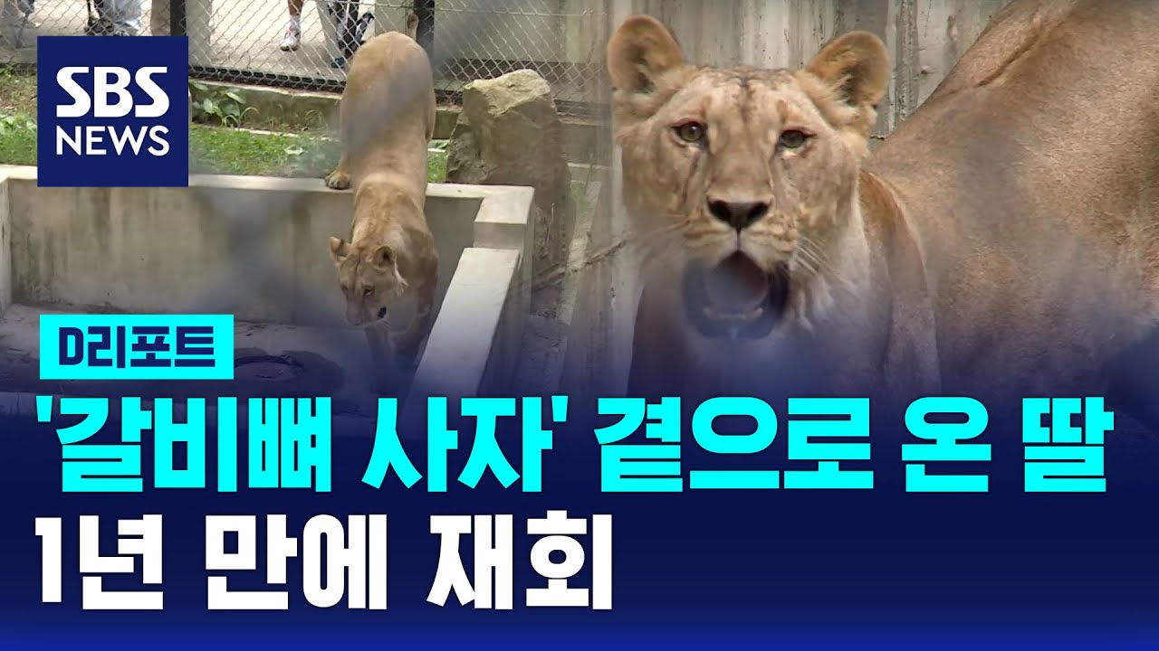 '갈비뼈 사자' 곁으로 온 딸 사자&hellip;1년 만에 재회 / SBS / #D리포트