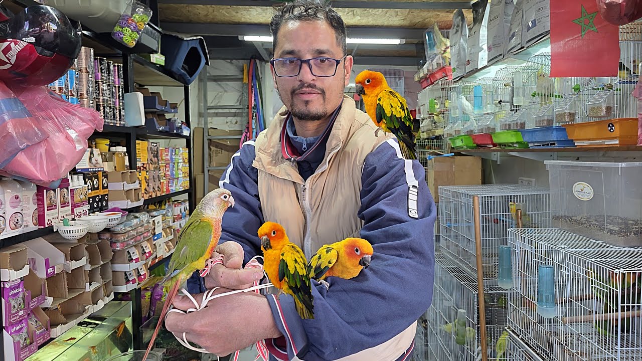 الجديد عند كريم🔥أجيو نتولعو ونتعرفو على أتمنة مختلف أنواع الطيور عشاق الفيشر المولينا الصولاي... 