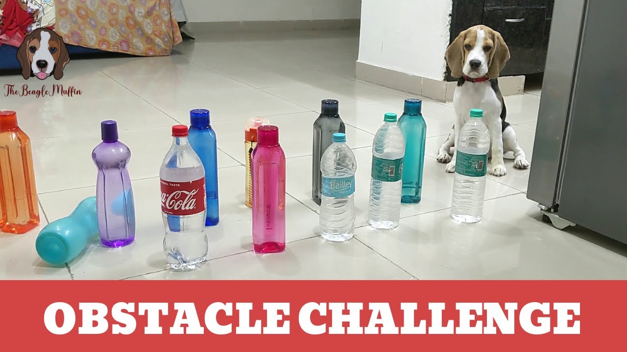 Obstacle Challenge with Muffin | TheBeagleMuffin