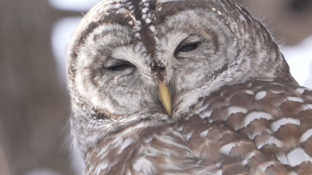 Barred Owl