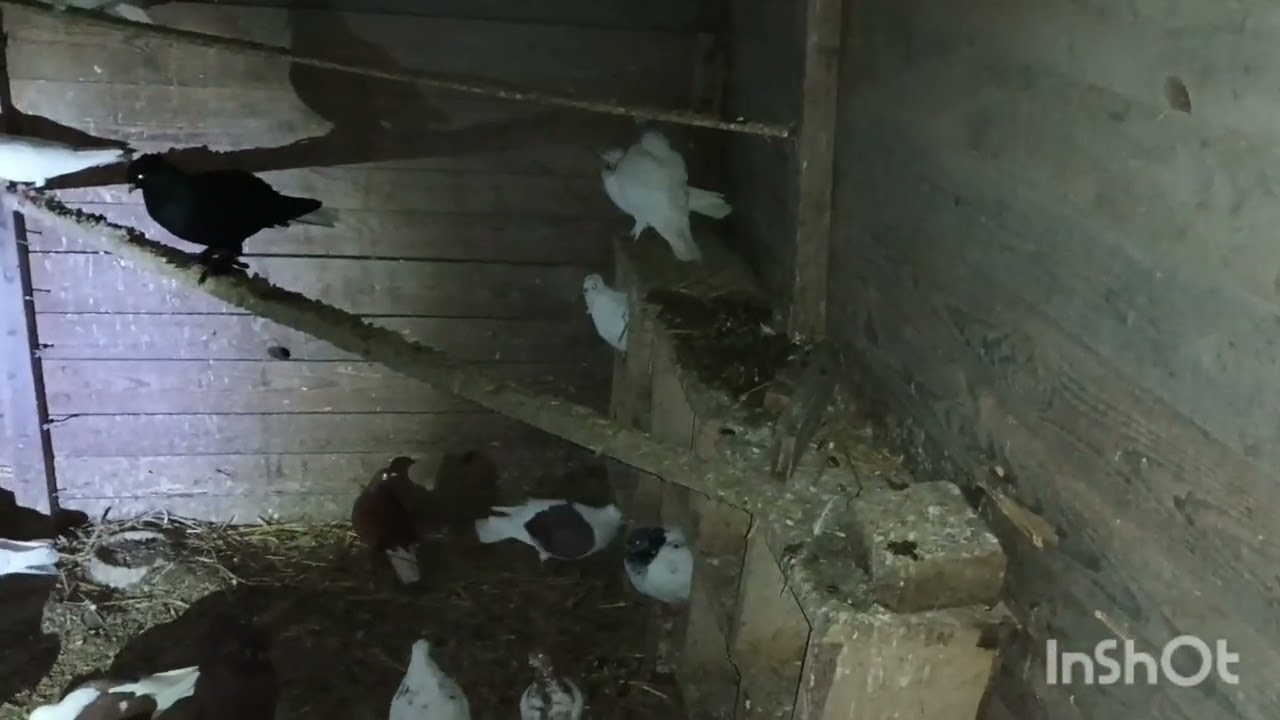 Znów lęgi zaczynamy, jest obcy gołąb podobny do dziadka gołębia .🕊️🕊️🕊️