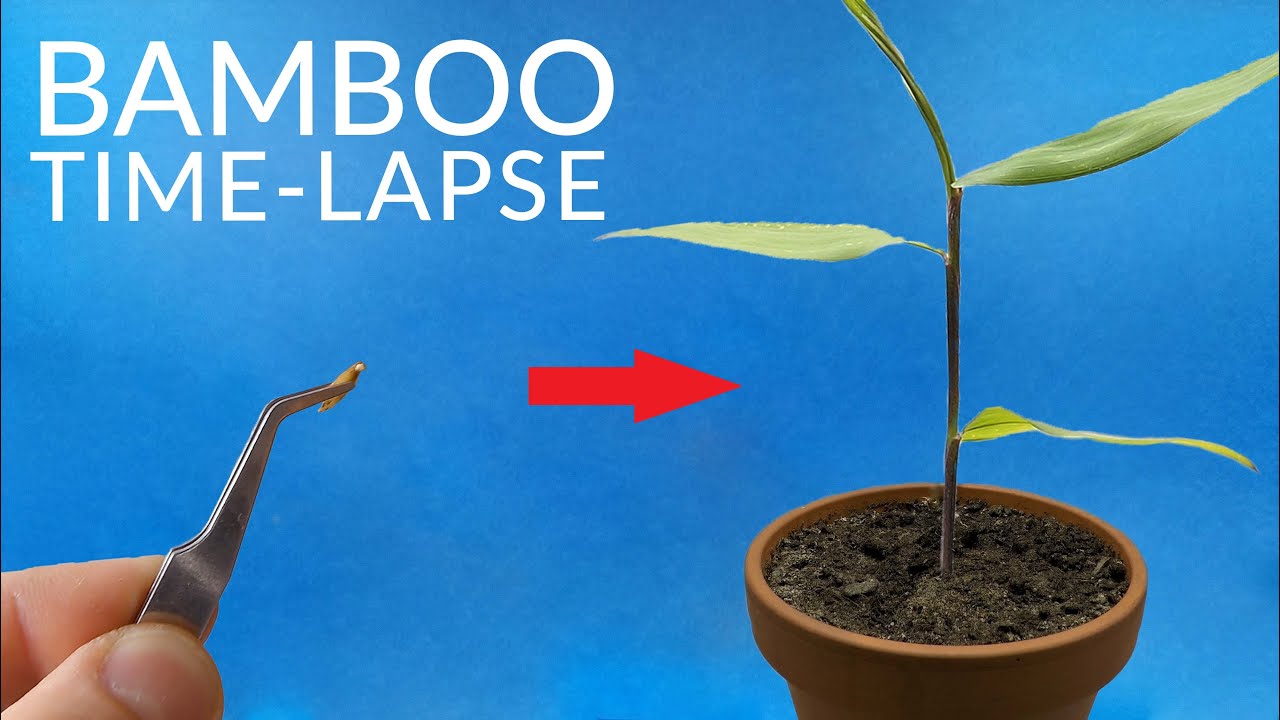 BAMBOO Growing From Seed Time-lapse
