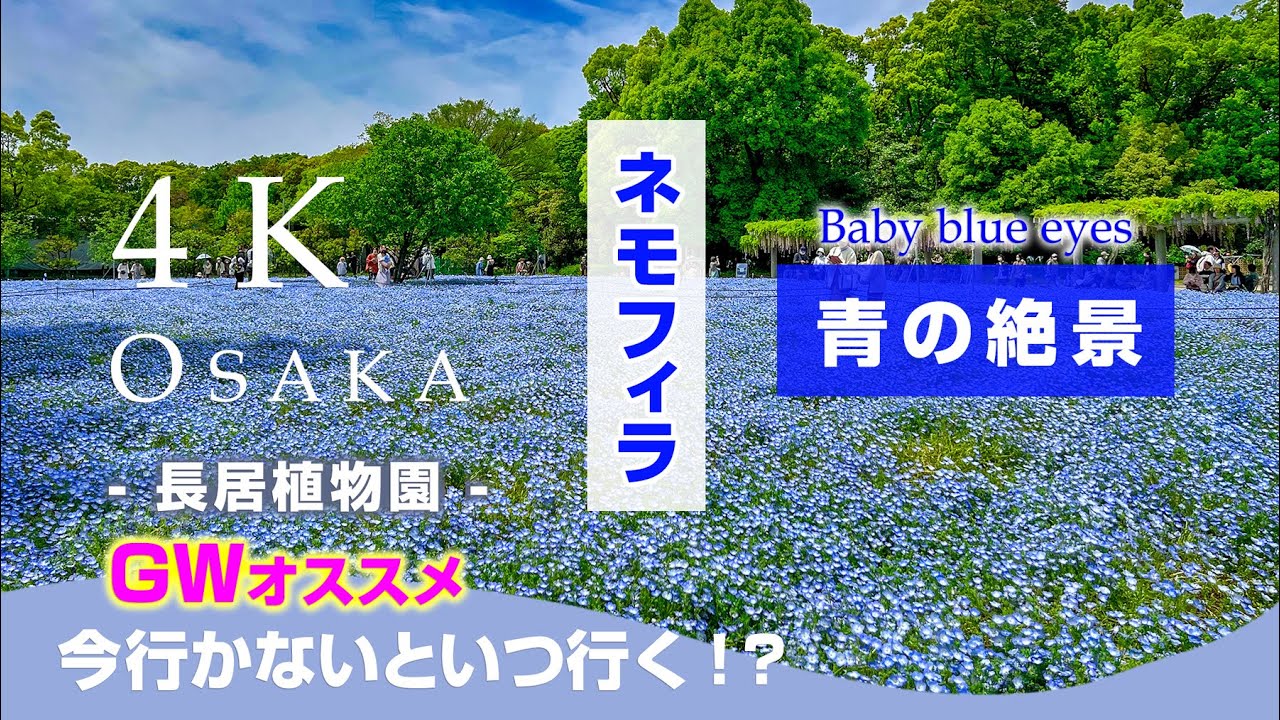 【4K】2025GW事前予習‼️長居植物園 『ネモフィラフェア』大阪が一面ブルーに✨🌸女子旅事前予習 一人旅 | バス 行き方 #ネモフィラ　#長居公園　#gw