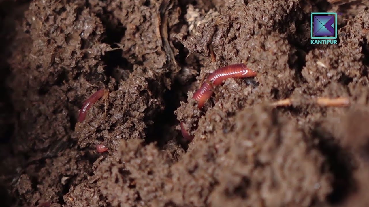 Vermicompost | Prarambha Biotech | Money Talks - Episode 67 - 27 May 2018