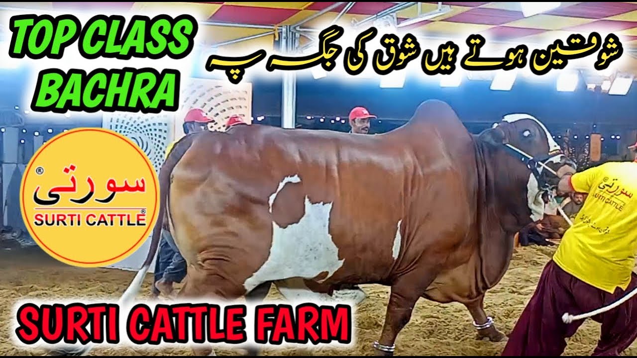 💥💥  Surti Cattle Farm Ke 2024 Ka Bachra Collection ❤️ || Bakra Eid |Opening Ceremony Of Season 2024
