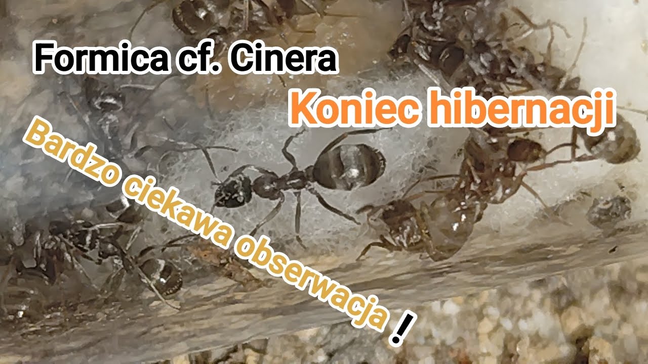 🐜Koniec hibernacji. Ciekawe zachowanie zaobserwowane u Formica cf. Cinera.