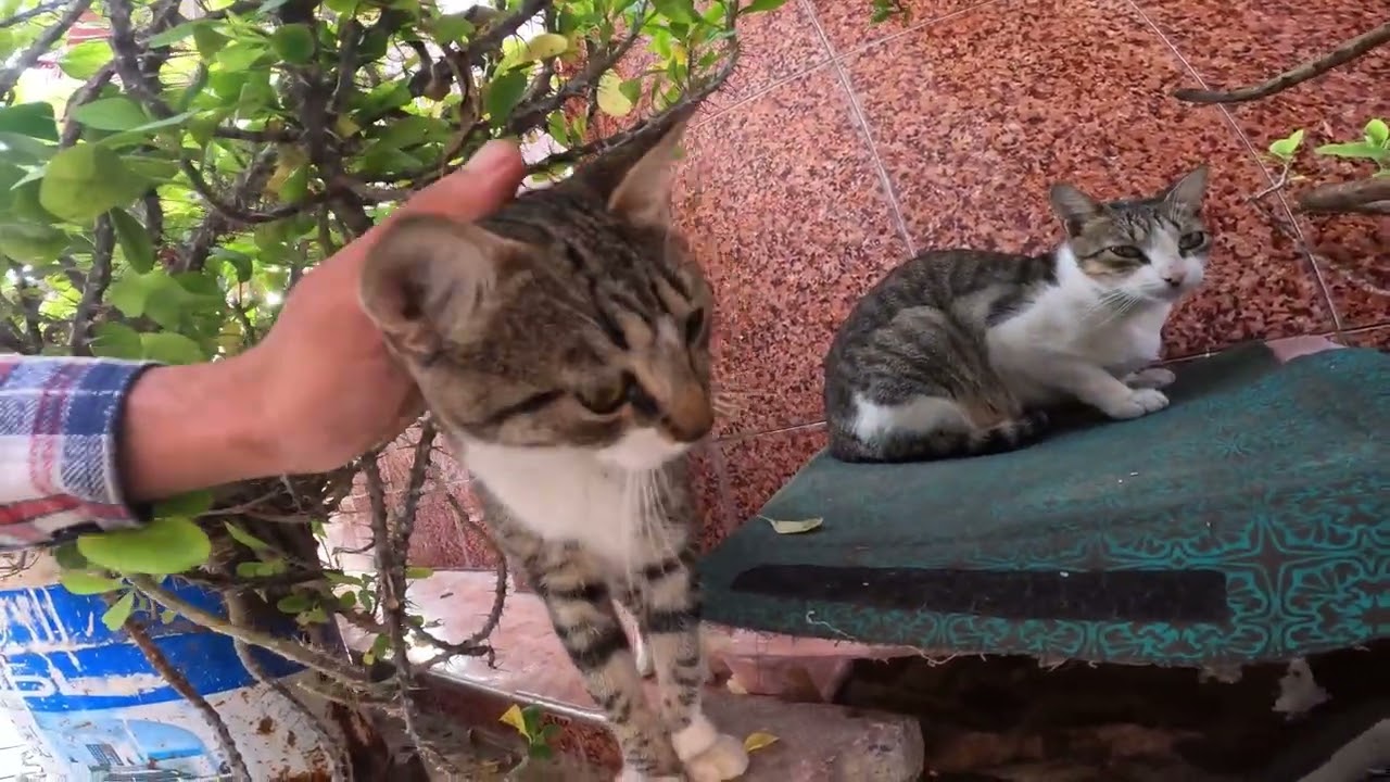 street cats after the floods in ksar kebir