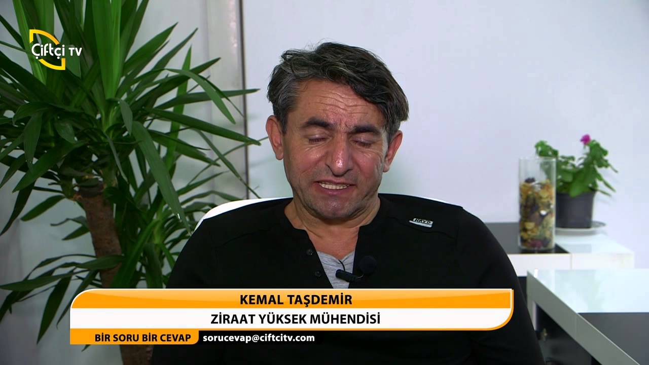 BİR SORU BİR CEVAP - KİVİ HANGİ B&Ouml;LGELERDE YETİŞİR