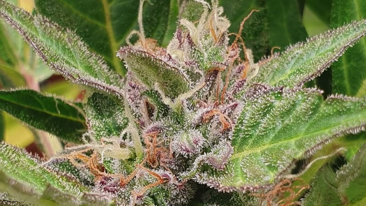 Amnesia Haze Auto + Blue Dream Auto + Auto Slurricane Grow