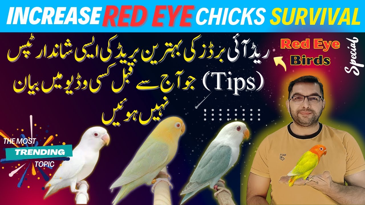 😱Increase Survival  of Red eye birds Chicks | Pale fallow | Birds keeping #redeye #birds  #lovebirds