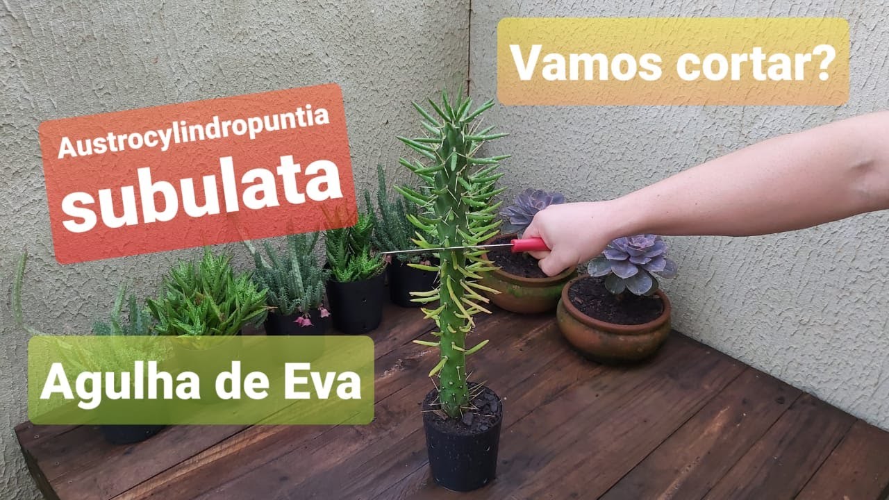 Austrocylindropuntia subulata - agulha de Eva, vamos cortar?