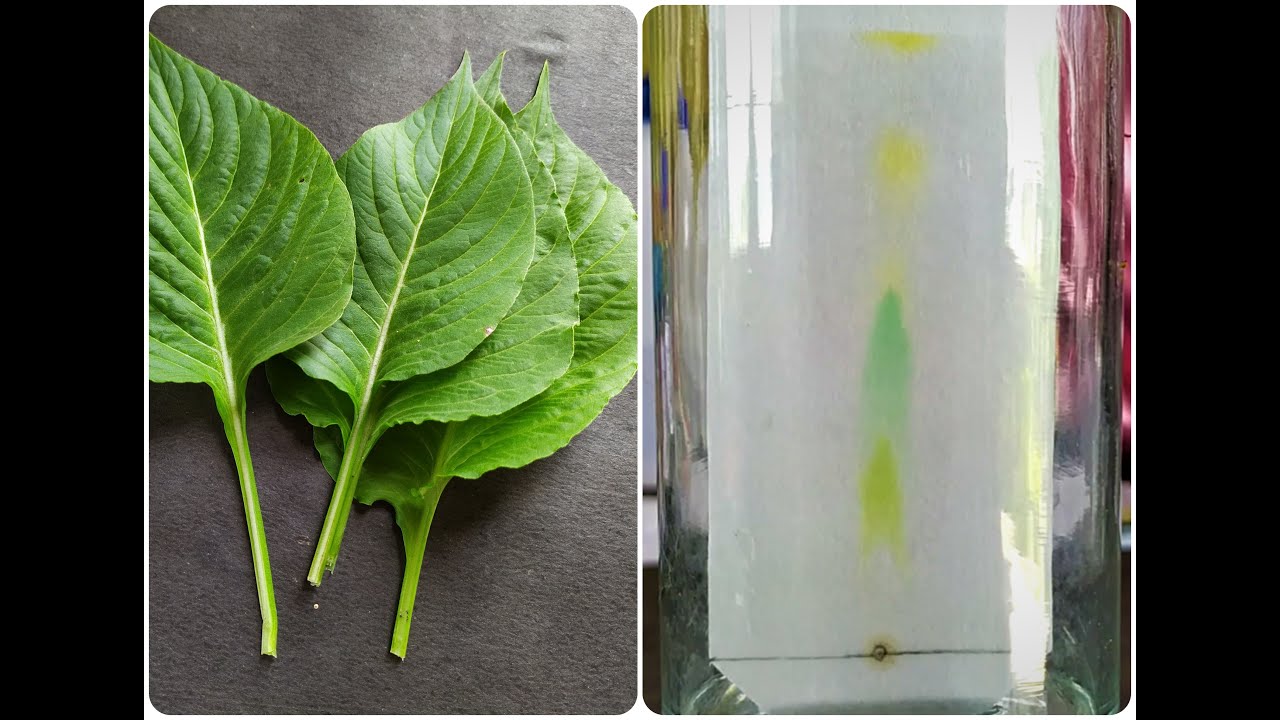 Paper Chromatography Experiment