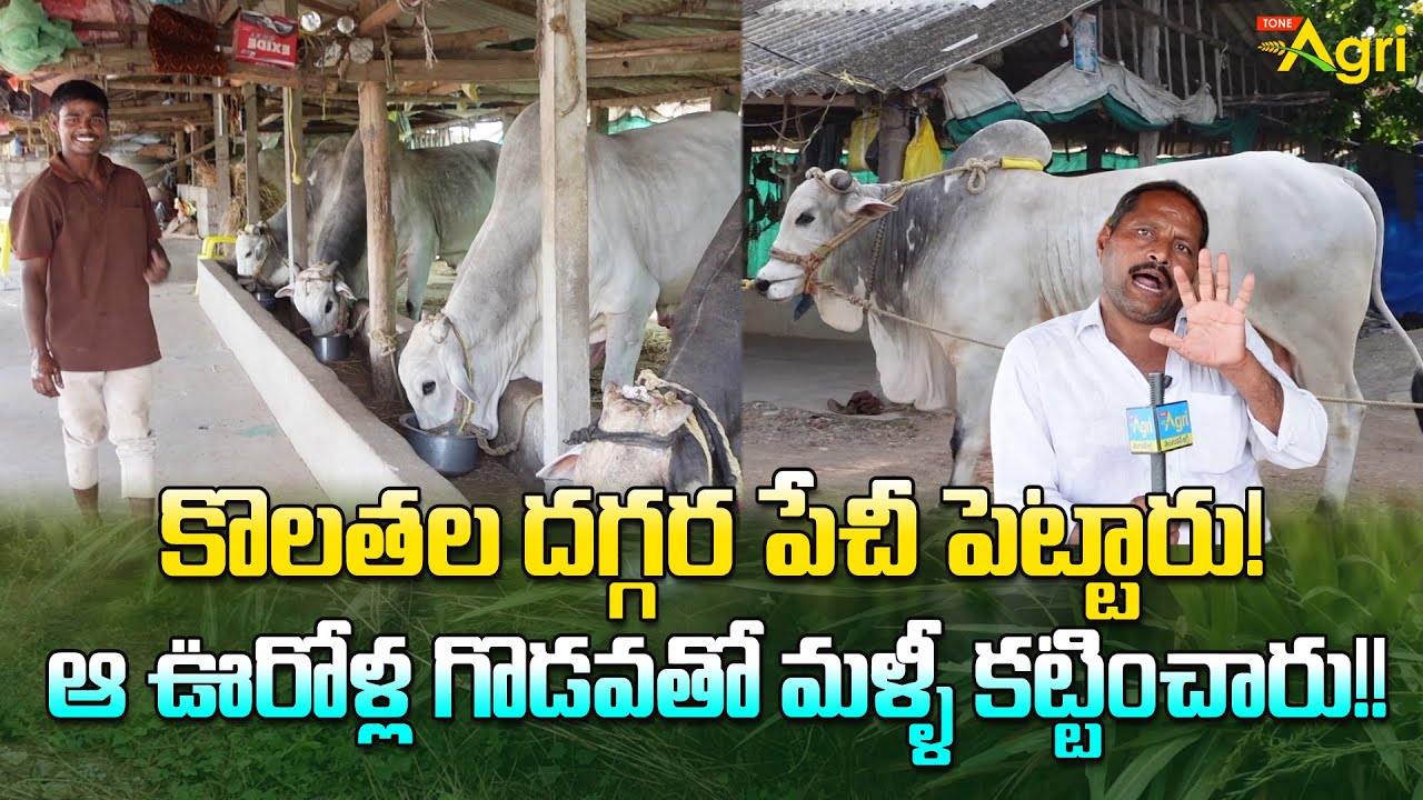 Prathipadu Ongole Bulls | కొలతల దగ్గర పేచీ పెట్టారు..! ఆ ఊరోళ్ల గొడవతో మళ్ళీ కట్టించారు..! Tone Agri