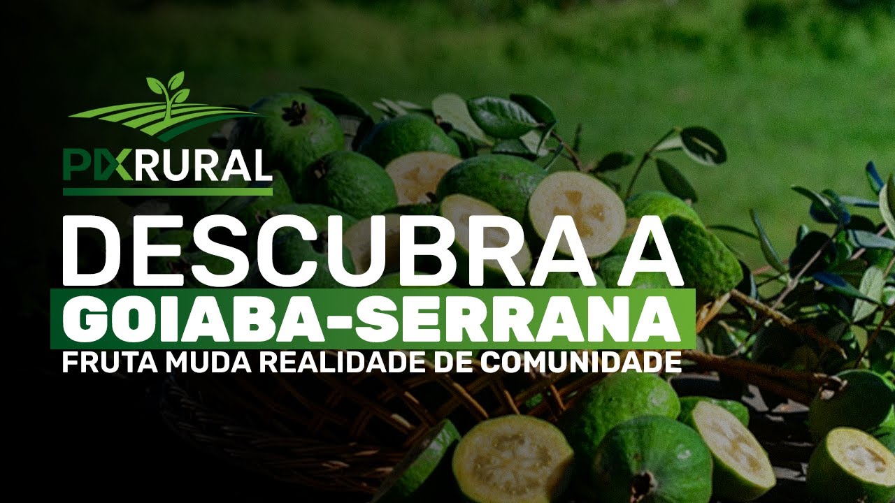 Fruta NATIVA do SUL ganha espaço em PROPRIEDADES RURAIS