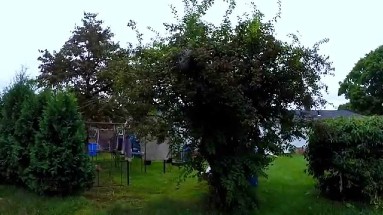 White Face Hornets destroys camera