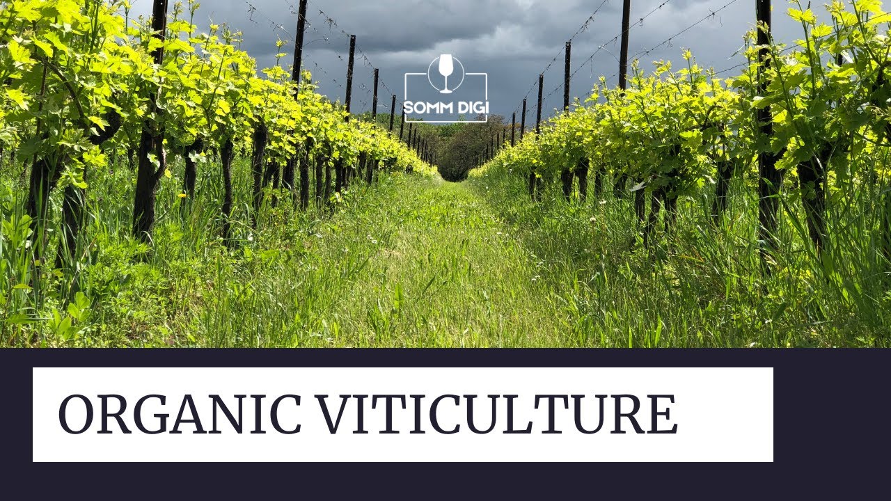 Organic Viticulture.  What is organic wines? WSET DIPLOMA