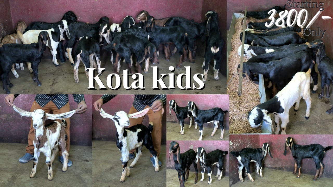 Премиальное качество Kota Kids 😱 Разумная цена. Контакт 8121270400