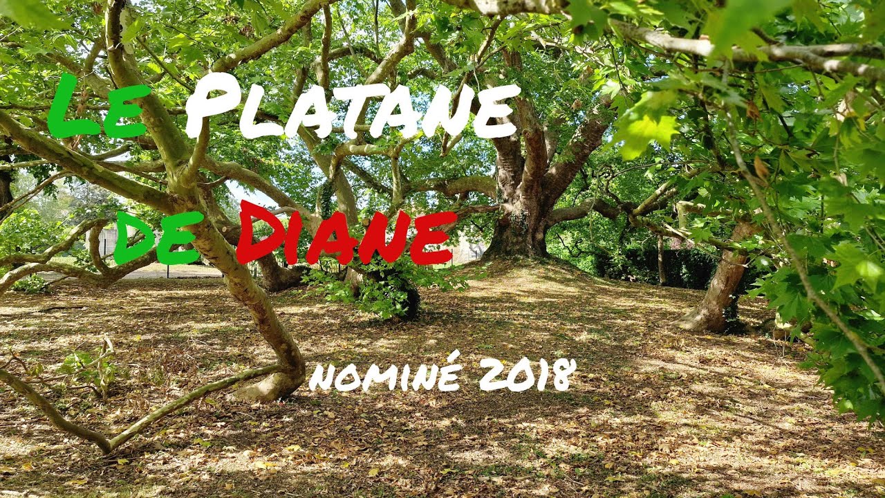 LE PLUS VIEUX PLATANE D'ORIENT DE FRANCE