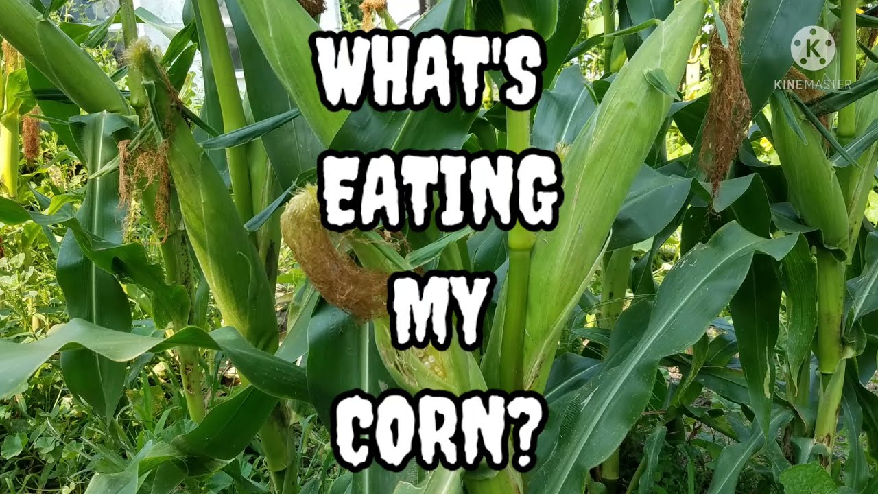 WHAT'S EATING MY CORN?