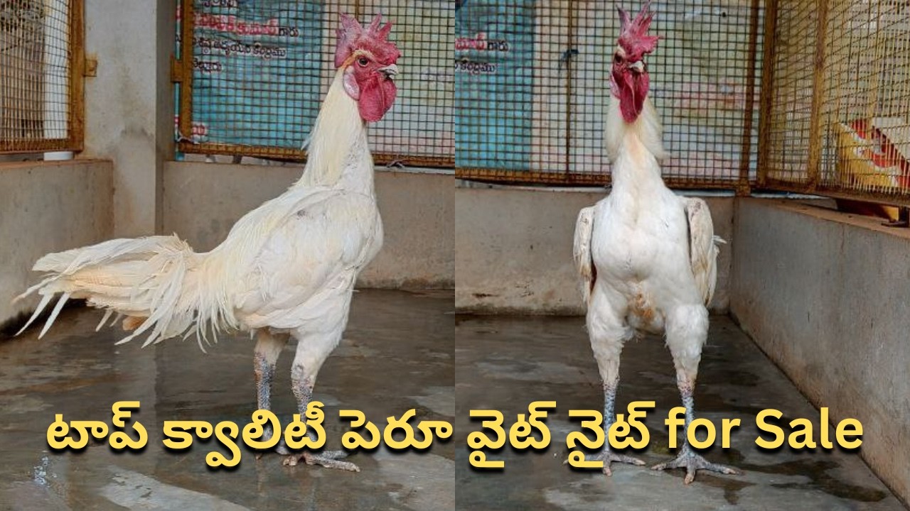 టాప్ క్వాలిటీ పెరూ వైట్ నైట్ for Sale / Narasimha babu / 8008998909
