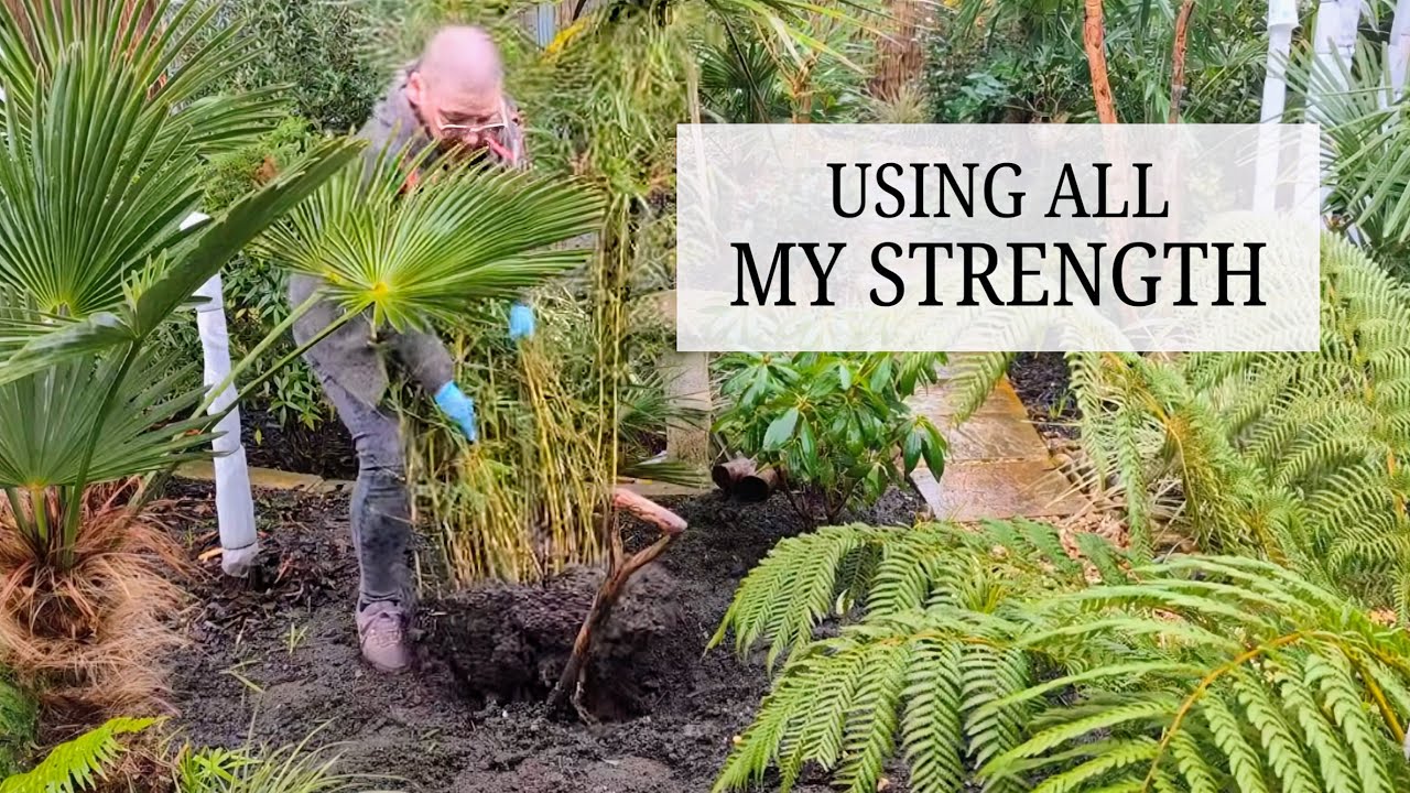 175. The Battle of the Bamboo in the Tropical Garden 