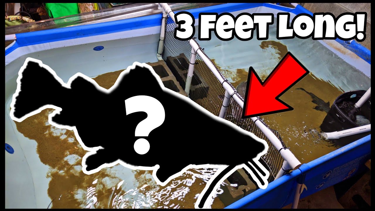 GIANT Catfish Added to Indoor Pool Pond! MONSTER Fish!