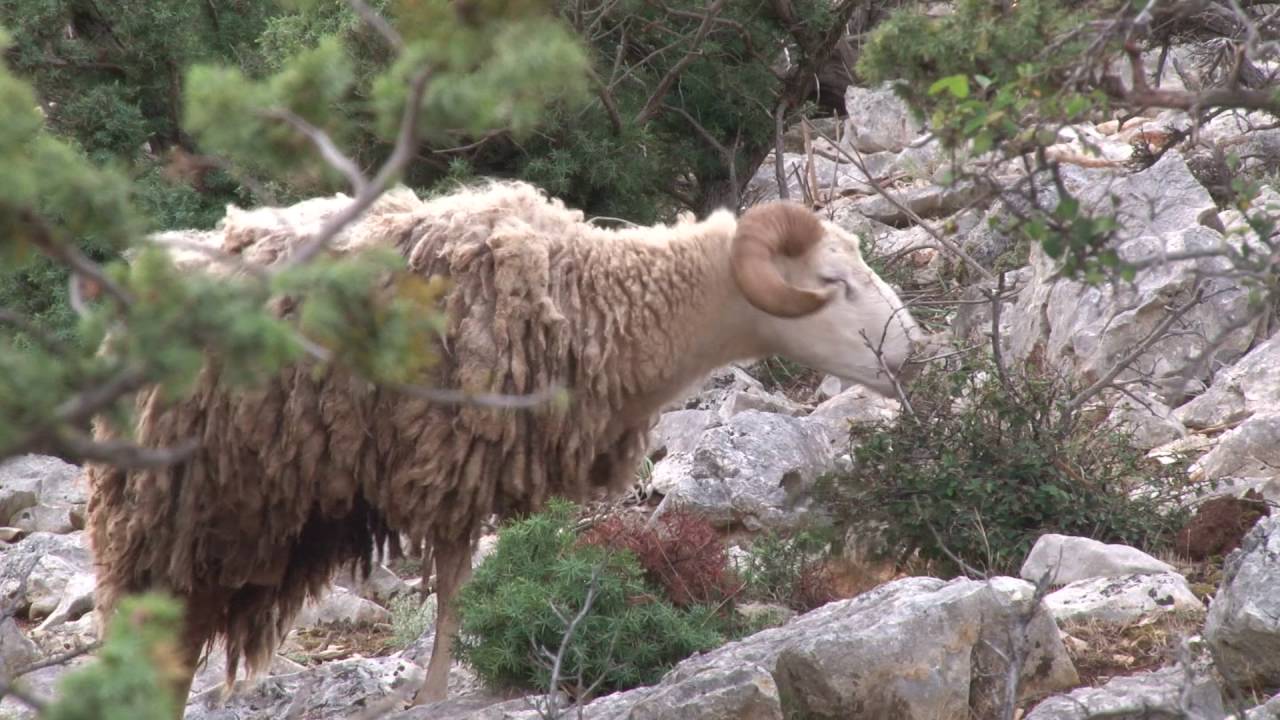 WILD Jaeger Veteran Adventures - Hunting Plavnik Island Croatia, Season 3 V85