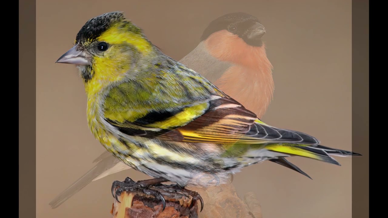 Birds in my garden