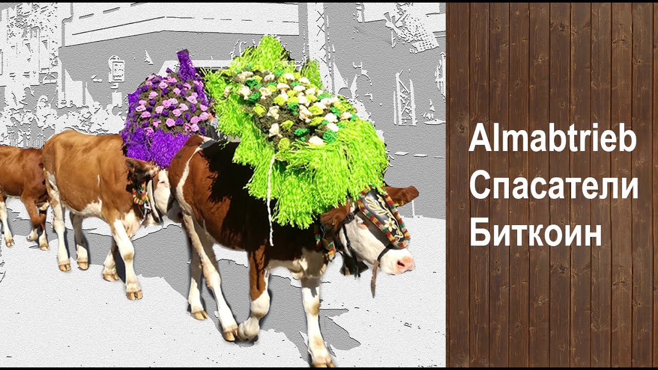 Коровы и биткоин, речные спасатели (🐄 Almabtrieb 2019)