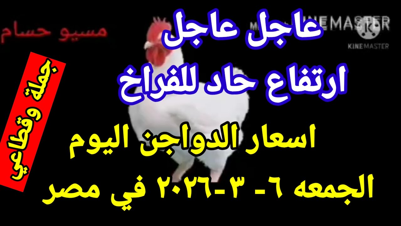 اسعار الفراخ البيضاء اليوم سعر الفراخ البيضاء اليوم الجمعه 6-3-2026 جمله وقطاعي فى مصر 