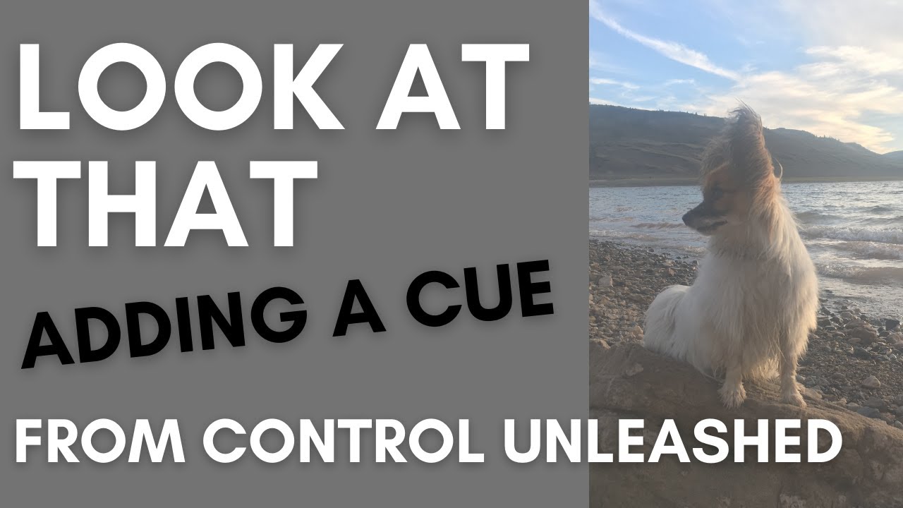 Look at That Game - Adding a Cue (Jamie Demo)