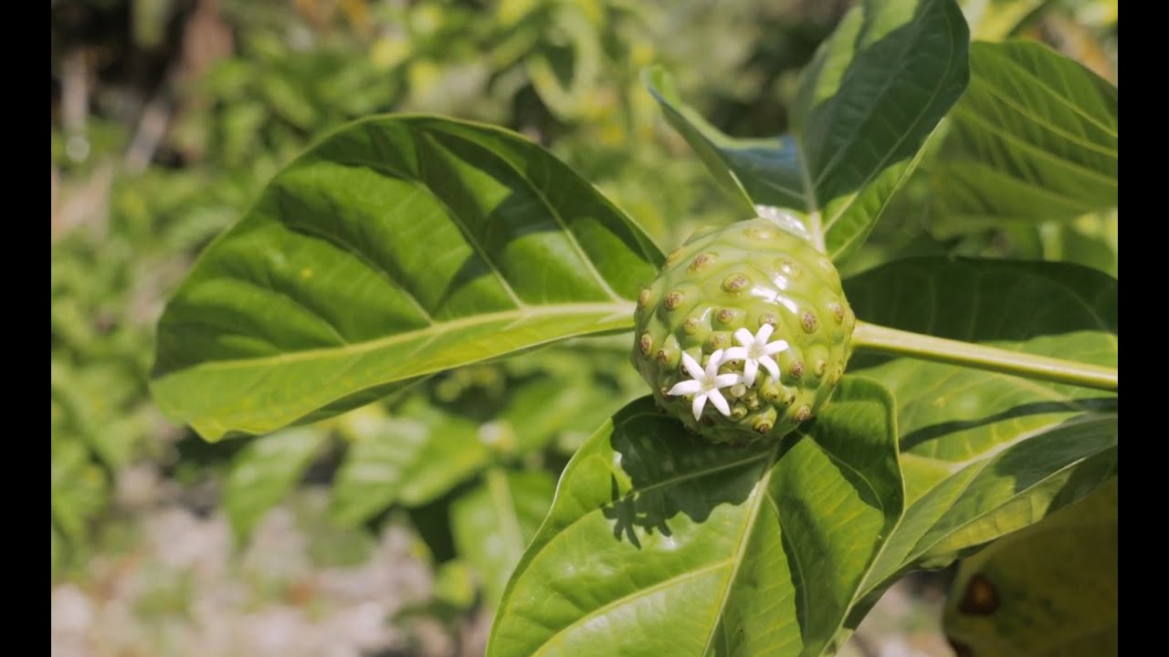 Ça pousse au fenua - Le Doc : Le noni