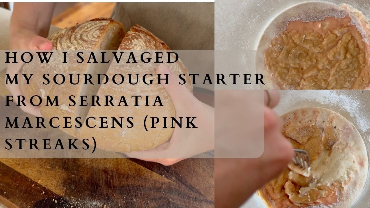 How to salvage your sourdough starter from Serratia Marcescens (pink streaks)