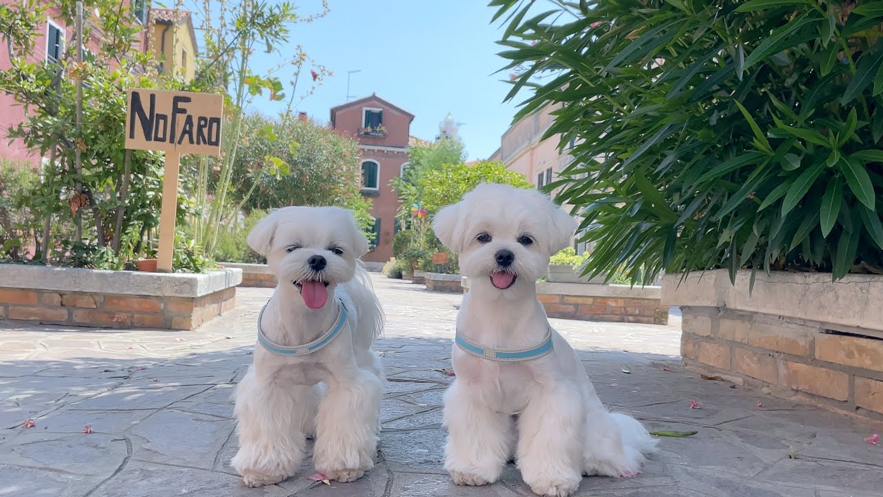 MY MALTESE DOGS WENT ON VACATION TO ... ?