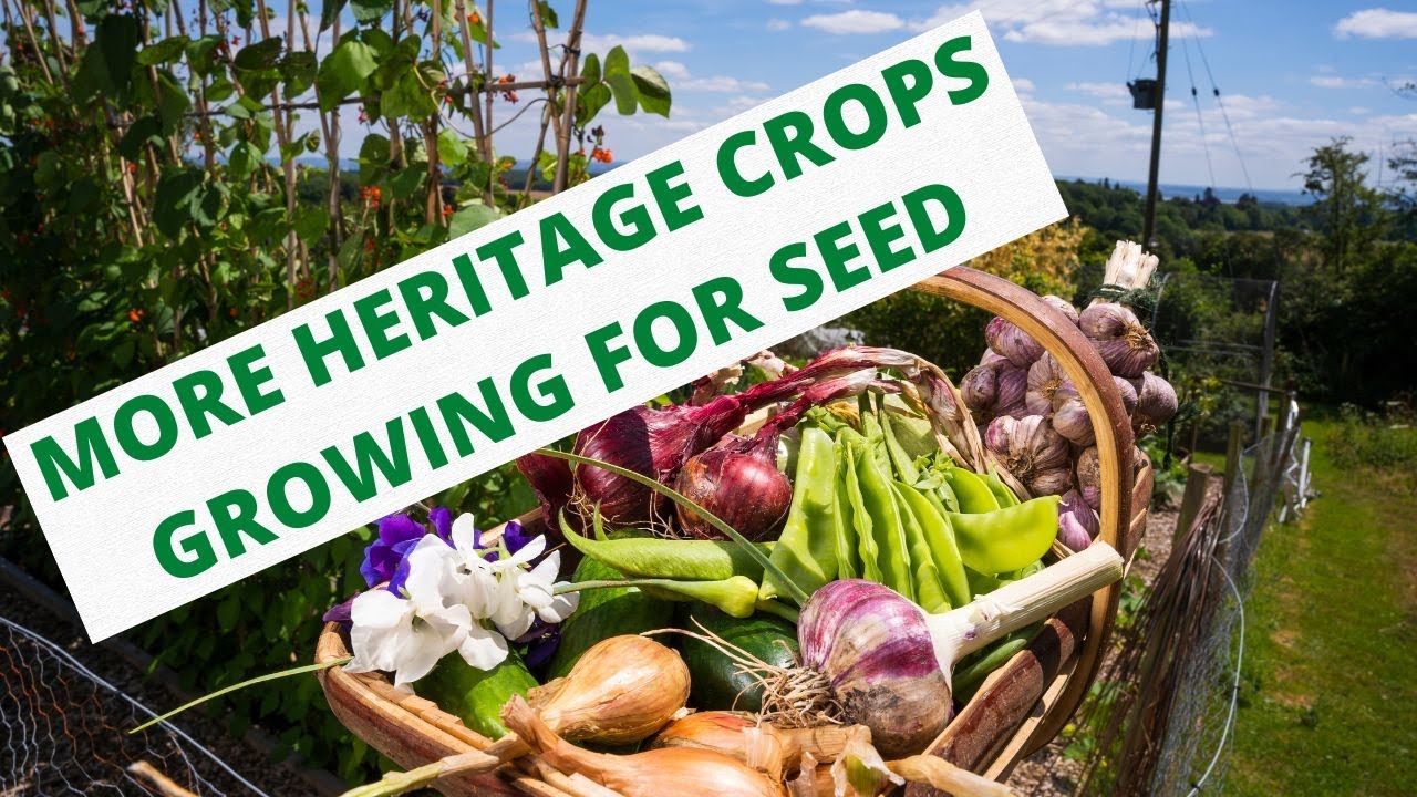 More heritage crops growing for seed