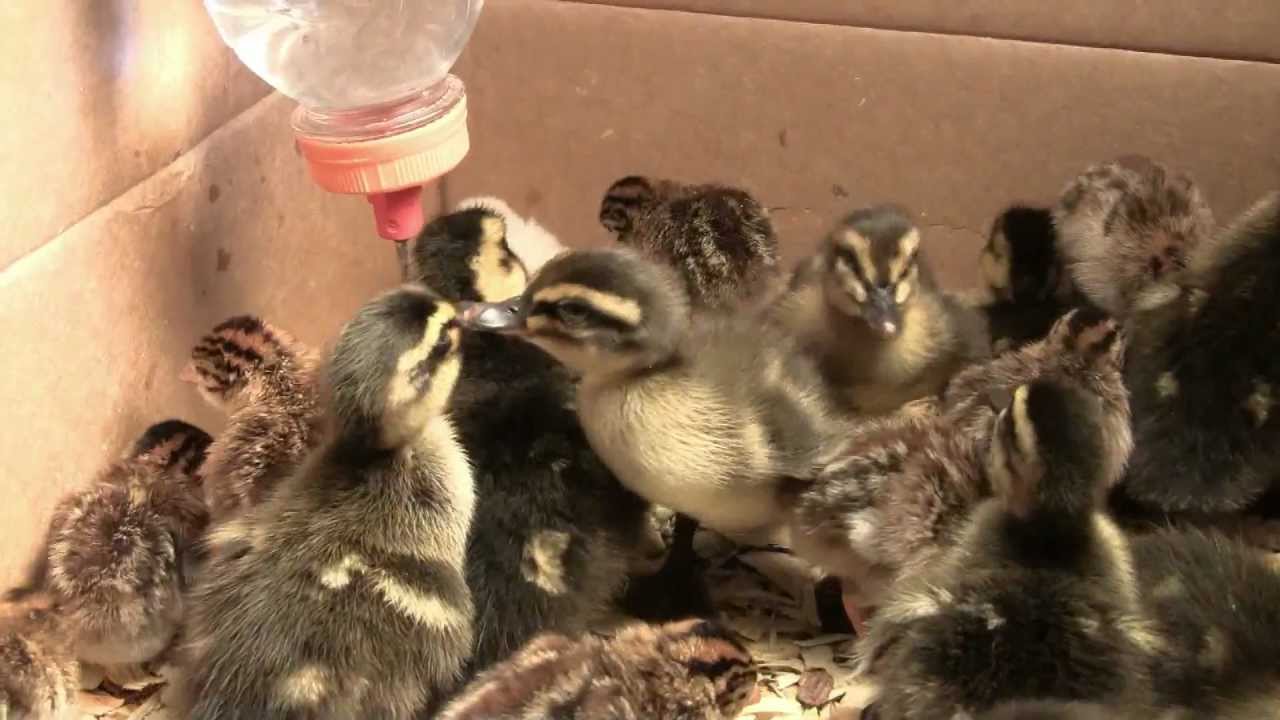 New guinea fowl keets and Rouen ducklings using waterer