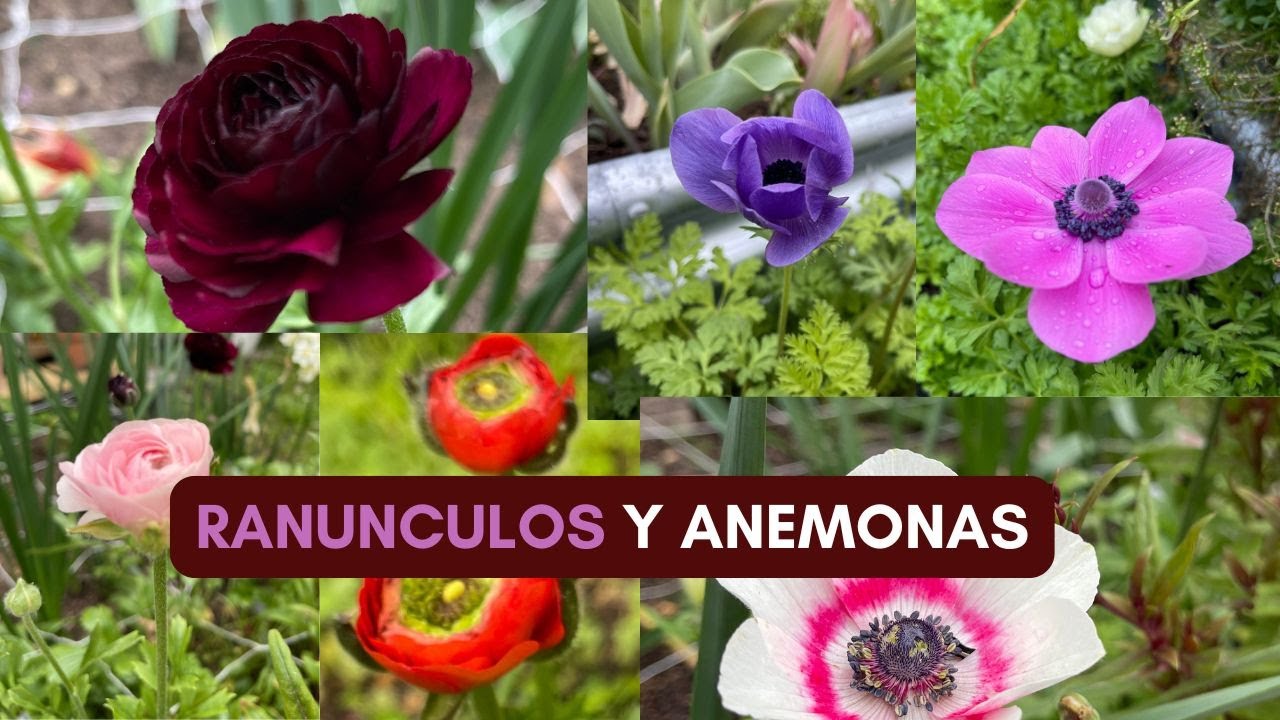Paso a Paso 🌸 Ranunculus y Anemonas, Plantando Semilleros 🪴Plantas Perennes y Reparando irrigaci&oacute;n 💦