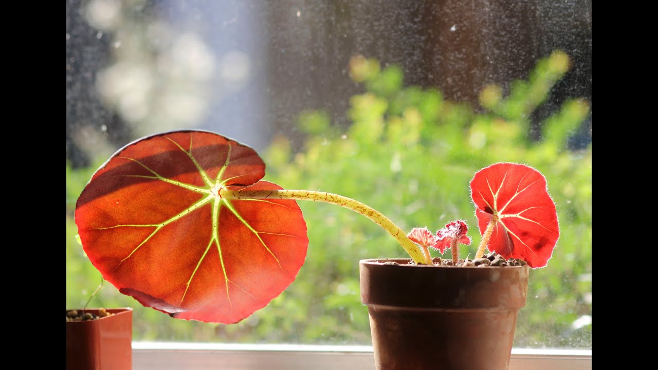 Propagating Begonia erythrophylla 'Beefsteak'