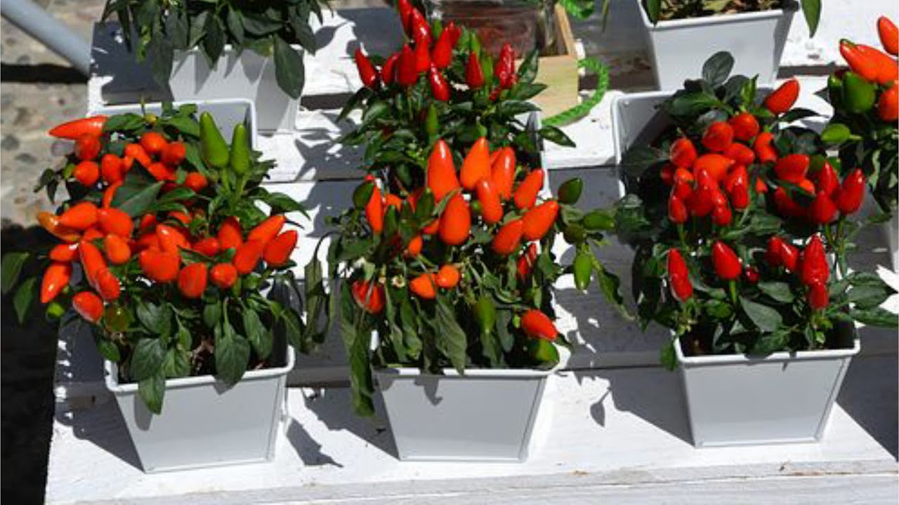 CHILI PEPPER RAG de Louise TROTTER