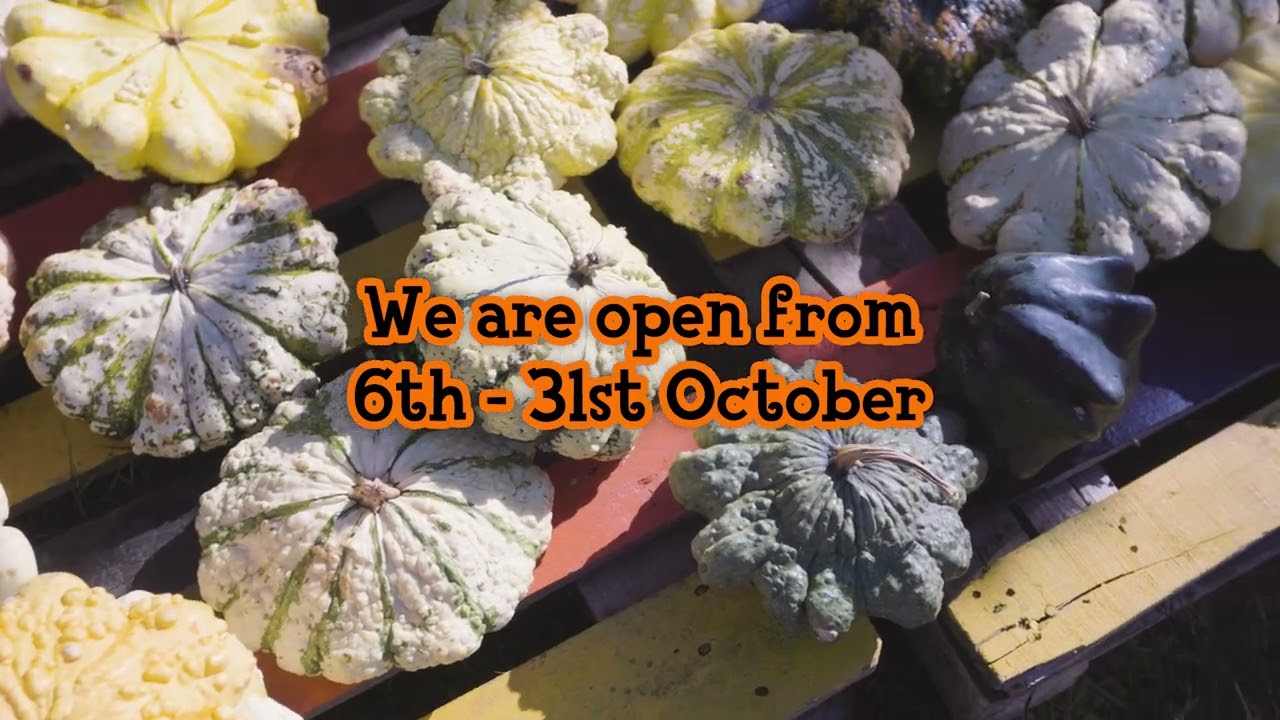 Pumpkin Picking Village - Premium Pumpkin Picking Patch in Essex